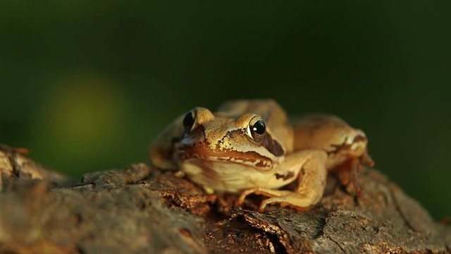 Closeup macro shot of Agile frog sitting on the forest stump, Rana dalmatina