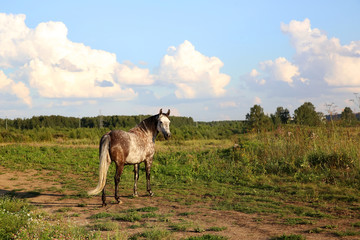 Grey horse grazing in the field
