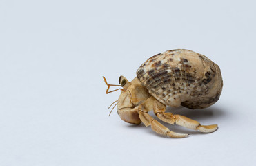 Hermit Crab on white background