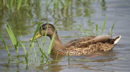 Ducks on river Labe in summer