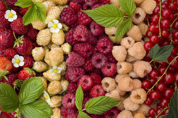 fresh garden berries, red and yellow raspberries, strawberries and currants