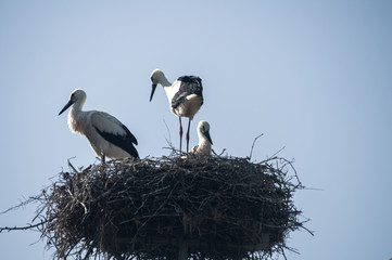 Family of storks in nest on blue sky background