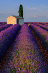 Naklejka na ściany i meble Lavender field at plateau Valensole, Provence, France