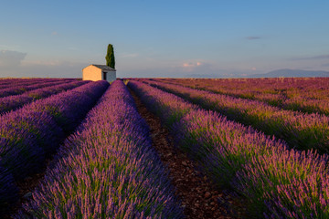 Lavender field at plateau Valensole, Provence, France