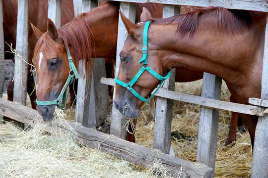 Horses eating grass behind old wooden fence