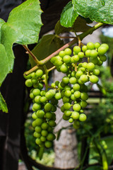 Closeup of fresh bunch of white grapes. Bunch of grapes on the vine with green leaves