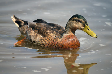 Ducks on river Labe in summer