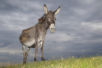 Donkey on the  meadow on overcast day