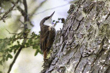 pájaros aves