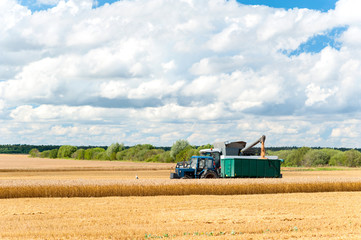 Combine cutting wheat on the field. Harvest time.
