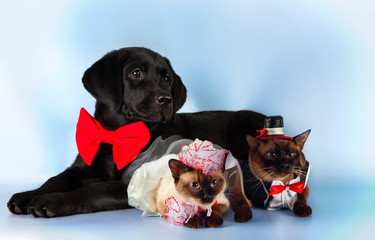 cat and dog, couple of mekong bobtail cats in wedding costumes, black labrador, groom , bride on blue background