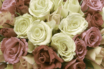 Close up of roses with vintage and vignette tone