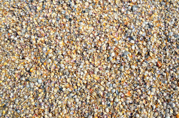 Texture of small sea shells on the sea shore.