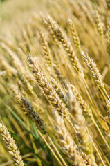 ripening wheat field