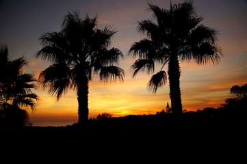 Black silhouettes of two palm trees. The sky is colored in red and gold colors by the sunset. In the background a sea and the silhouettes of more vegetation can be seen. Algarve, Portugal.