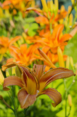 Obraz premium Lily in garden