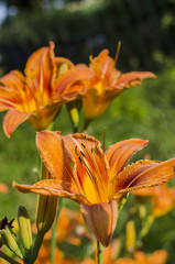 Obraz premium Lily in garden