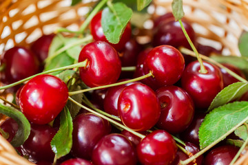 Cherry, joy for the eyes and delight to mouths.