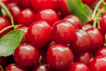Appetizing, juicy, bright cherries closeup