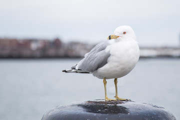Seagull standing on a bollard and looking at the camera on a cold cloudy day in winter. Harborwalk, Boston, MA, USA