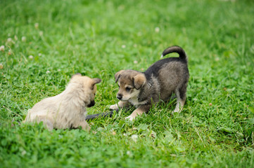 Fototapeta premium puppy dog