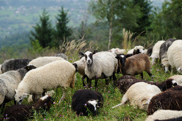 Fototapeta premium flock of of sheep in the mountain