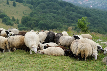 Fototapeta premium flock of of sheep in the mountain