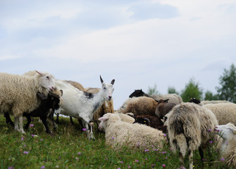 flock of  of sheep in the mountain