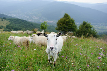 flock of  of sheep in the mountain