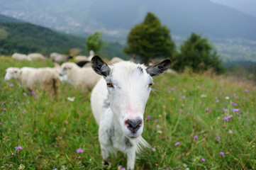 flock of  of sheep in the mountain