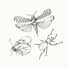 Hand drawn insects set