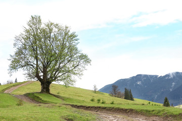 Summer forest on mountain slopes