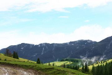 Summer forest on mountain slopes