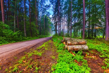 Beautiful summer foggy forest after rain