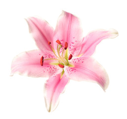 Fototapeta na wymiar Pink lily on white background