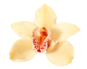 Fototapeta na wymiar Beautiful orchid flower, isolated on white