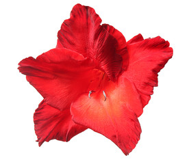 Red gladiolus, isolated on white