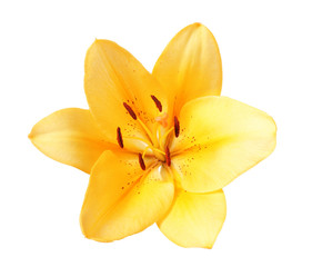 Yellow lily, isolated on white