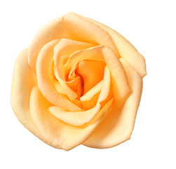 Beige rose on white background