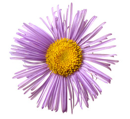 Purple aster isolated n white