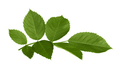 Branch with green leaves isolated on white