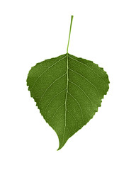 Fototapeta premium Green leaf isolated on white