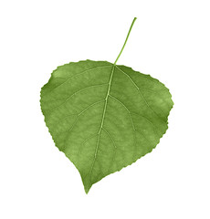 Obraz premium Green leaf isolated on white