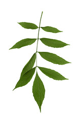 Zweig mit grünen Blättern isoliert auf weiß