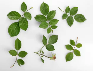 Fototapete Dekoratives Venenblatt Grüne Blätter isoliert auf weiß