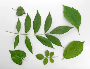 Crédence de cuisine en verre imprimé Feuille de veine décorative Feuilles vertes isolées sur blanc