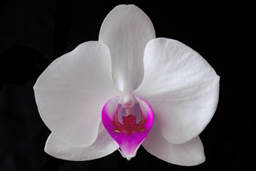 white Orchid flower Phalaenopsis butterfly on a black background