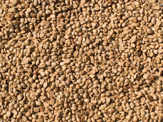Not fried grains of raw coffee closeup