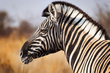 Fototapeta na wymiar Head of a Zebra in the Etosha National Park in Namibia, Africa concept for traveling in Africa