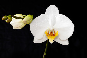 white Orchid flower Phalaenopsis butterfly on a black background